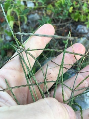 Digitaria violascens