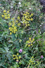 Pastinaca sativa