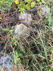 Digitaria violascens