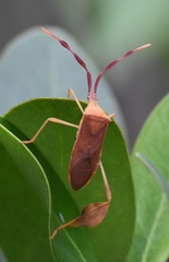 Chondrocera laticornis