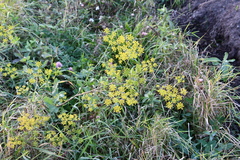 Pastinaca sativa