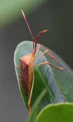 Chondrocera laticornis