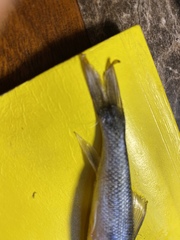 Catostomus catostomus