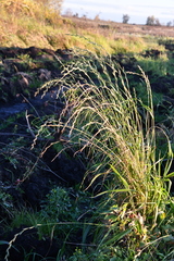 Lolium multiflorum