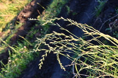 Lolium multiflorum