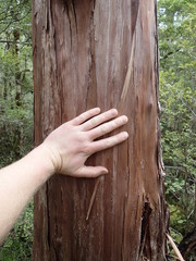 Libocedrus bidwillii