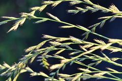 Lolium multiflorum