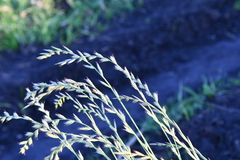 Lolium multiflorum