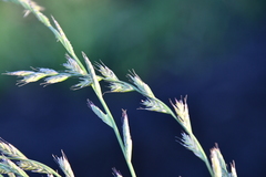 Lolium multiflorum
