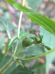 Asphondylia eupatorii
