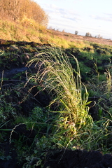 Lolium multiflorum