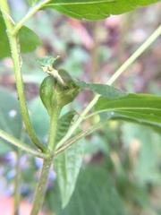Asphondylia eupatorii