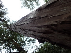 Libocedrus bidwillii