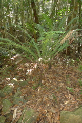 Blechnum gibbum