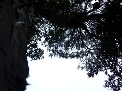 Libocedrus bidwillii