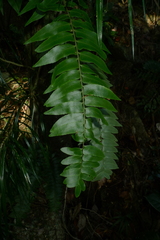 Arthropteris neocaledonica