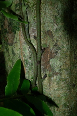 Arthropteris neocaledonica