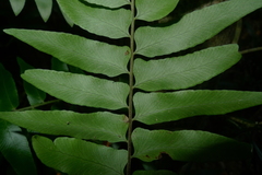 Arthropteris neocaledonica
