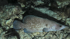 Rypticus saponaceus
