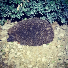 Erinaceus europaeus