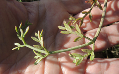 Taeniopetalum obtusifolium