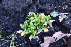 Thlaspi arvense
