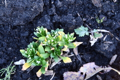 Thlaspi arvense