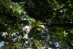 Sphaeropteris intermedia