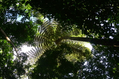 Sphaeropteris intermedia