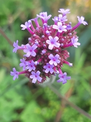 Verbena bonariensis