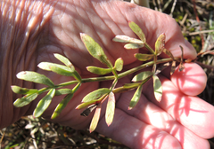 Taeniopetalum obtusifolium