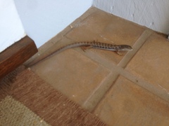 Elgaria multicarinata