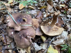 Tricholoma ustale