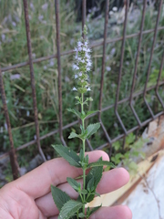 Mentha