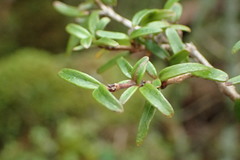 Coprosma colensoi