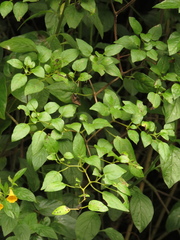 Salpichroa tristis