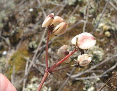 Taeniopetalum obtusifolium