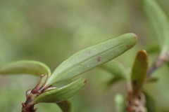 Coprosma colensoi