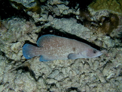 Rypticus saponaceus