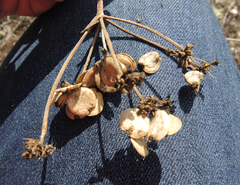 Taeniopetalum obtusifolium