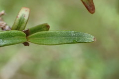 Coprosma colensoi