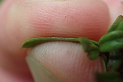 Coprosma colensoi