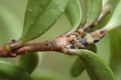 Coprosma colensoi