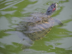 Trachemys scripta