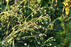 Sonchus oleraceus