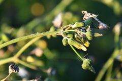Sonchus oleraceus
