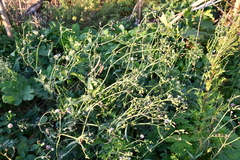 Sonchus oleraceus