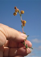 Hermannia concinnifolia