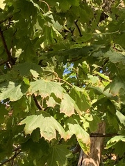 Acer platanoides