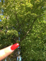 Acer platanoides